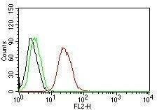 Anti-Estrogen Receptor beta Antibody, Sodium Azide Free
