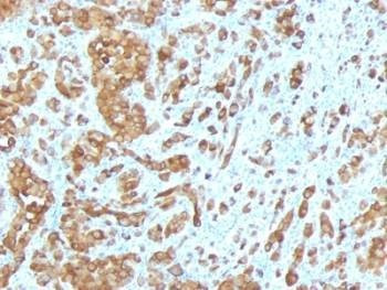 Anti-Melan-A Antibody
