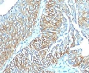 Anti-TRIM29 Antibody