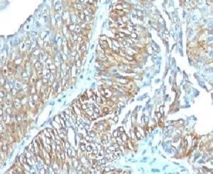 Anti-TRIM29 Antibody, Sodium Azide Free