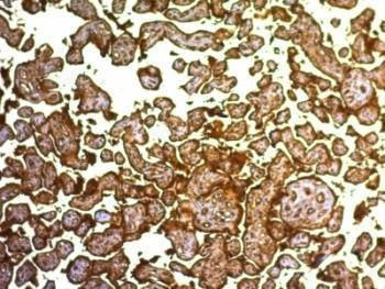 Anti-PLAP Antibody, Sodium Azide Free