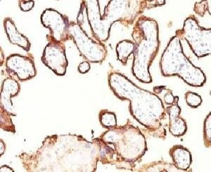 Anti-Placental Alkaline Phosphatase Antibody, Sodium Azide Free