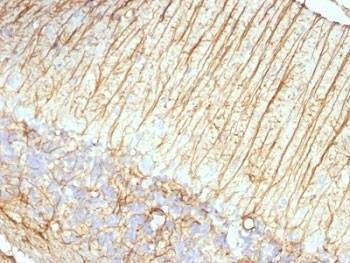 Anti-GFAP Antibody, Sodium Azide Free