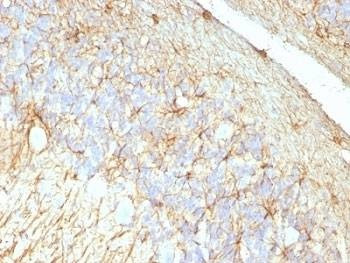 Anti-GFAP Antibody Cocktail, Sodium Azide Free