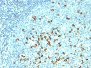 Anti-CD57 Antibody Cocktail