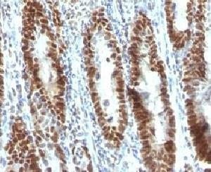Anti-TOX3 Antibody, Sodium Azide Free