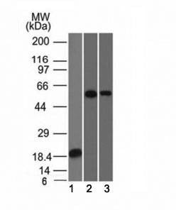 Anti-TOX-3 Antibody, Sodium Azide Free