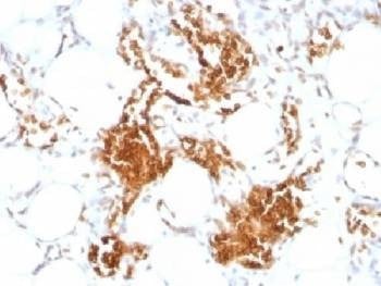 Anti-Glycophorin A Antibody, Sodium Azide Free