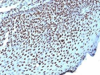 Anti-Histone Antibody, Sodium Azide Free