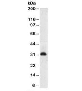 Anti-Histone Antibody, Sodium Azide Free