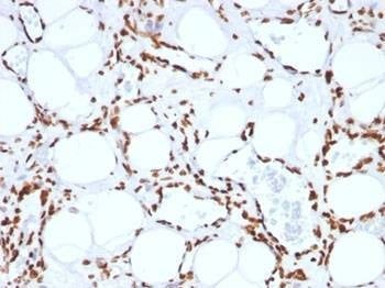 Anti-Histone H1 Antibody, Sodium Azide Free