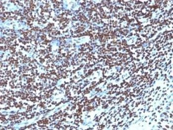 Anti-Histone Antibody, Sodium Azide Free