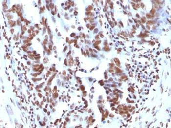 Anti-Histone Antibody, Sodium Azide Free