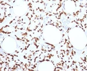 Anti-Histone Antibody, Sodium Azide Free
