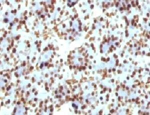 Anti-Histone H1 Antibody
