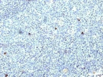 Anti-HLA-A25 Antibody, Sodium Azide Free