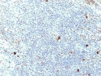 Anti-HLA-A25 Antibody, Sodium Azide Free