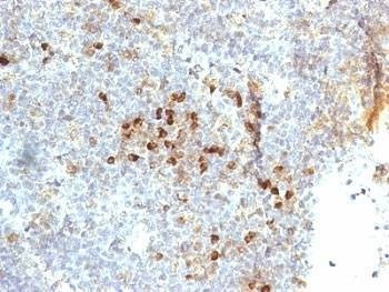 Anti-HLA-DR Antibody (MHC II), Sodium Azide Free
