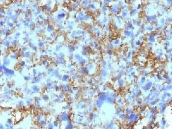 Anti-HLA-DRB1 Antibody (MHC II), Sodium Azide Free