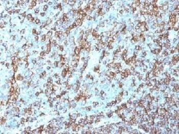 Anti-HLA-DRB1 Antibody (MHC II), Sodium Azide Free