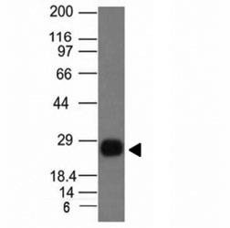 Anti-HLA-DRB1 Antibody (MHC II), Sodium Azide Free