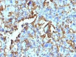 Anti-HLA-DRB1 Antibody Cocktail (MHC II), Sodium Azide Free