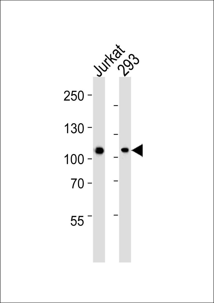 Anti-MAGED1 (Center) Antibody