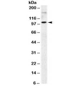 Anti-ICAM-1 Antibody (CD45), Sodium Azide Free