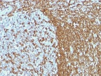 Anti-ICAM3 Antibody, Sodium Azide Free
