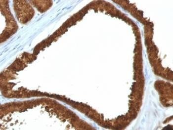 Anti-IDH1 Antibody, Sodium Azide Free