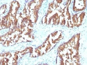 Anti-IDH1 Antibody, Sodium Azide Free