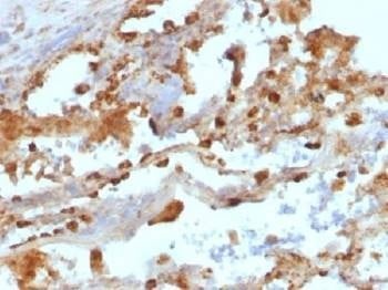 Anti-CD11c Antibody, Sodium Azide Free