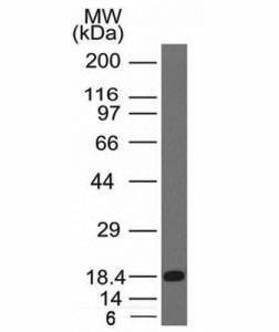 Anti-c-Kit Antibody, Sodium Azide Free