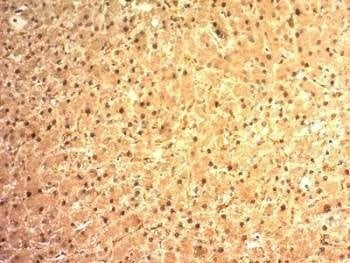 Anti-Arginase 1 Antibody, Sodium Azide Free