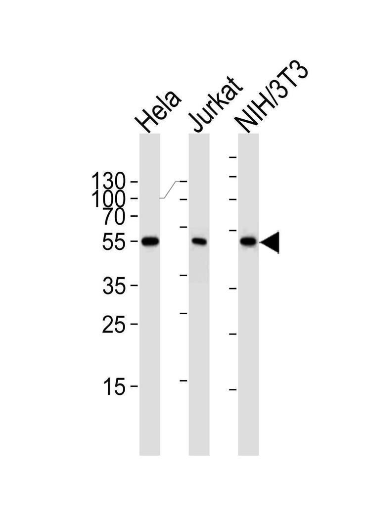 Anti-PPARA Antibody