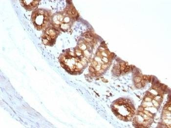 Anti-Keratin 18 Antibody, Sodium Azide Free