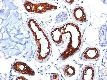 Anti-Cytokeratin 18 Antibody, Sodium Azide Free
