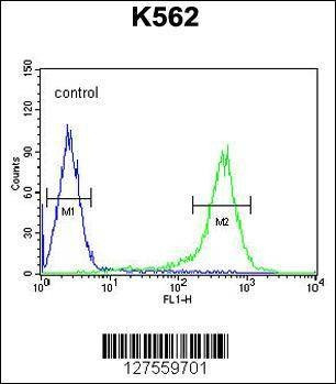 Anti-TMEM132D (C-term) Antibody