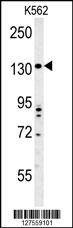 Anti-TMEM132D (C-term) Antibody