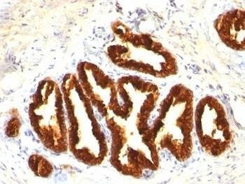 Anti-Cytokeratin 18 Antibody Cocktail, Sodium Azide Free