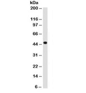 Anti-CK18 Antibody, Sodium Azide Free