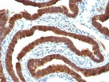 Anti-KRT19 Antibody, Sodium Azide Free