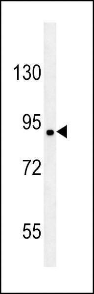 Anti-KIAA1680 (C-term) Antibody