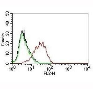 Anti-EpCAM Antibody