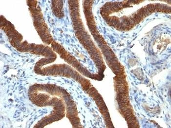 Anti-EpCAM Antibody, Sodium Azide Free