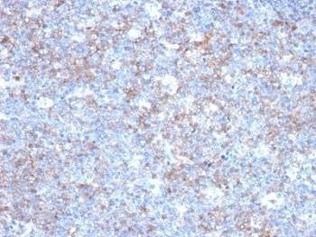 Anti-CD146 Antibody, Sodium Azide Free