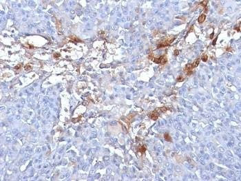 Anti-CD146 Antibody, Sodium Azide Free