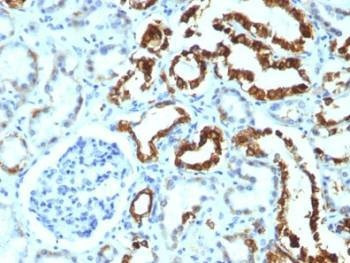 Anti-MFGE8 Antibody
