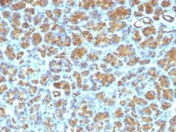 Anti-MFG-E8 Antibody, Sodium Azide Free