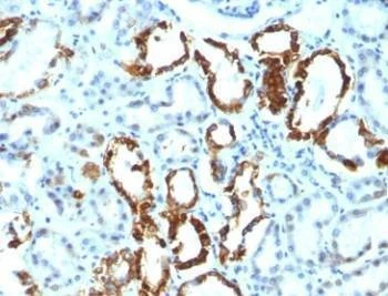 Anti-Lactadherin Antibody